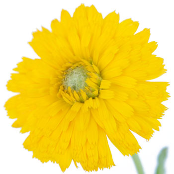 Calendula Golden Yellow Flower