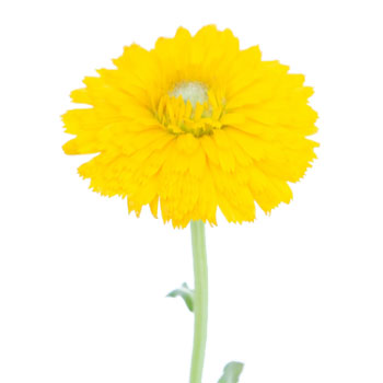 Calendula Golden Yellow Flower