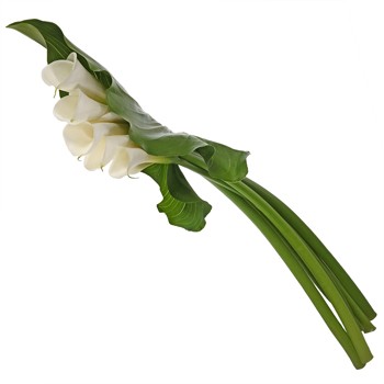 Cascading Calla Lilies and Leaf Combo