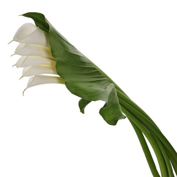 Cascading Calla Lilies and Leaf Combo