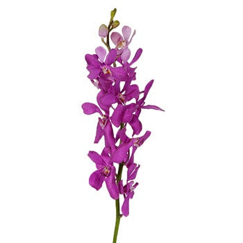 Dramatic Pink Mokara Orchid
