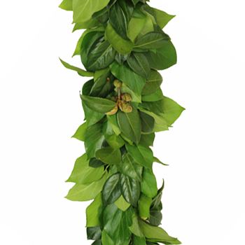 Camellia Greens Garland