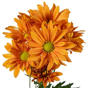 Mango Tango Daisy Flower