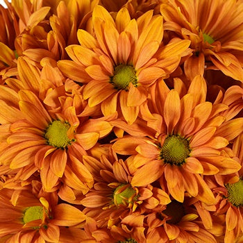 Mango Tango Daisy Flower