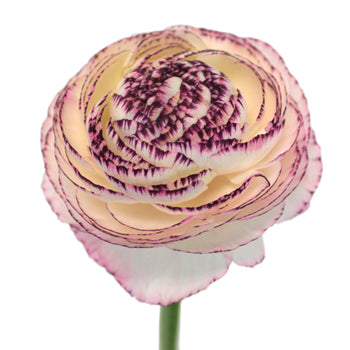 Bridal Blush Ranunculus Fresh Cut Flower