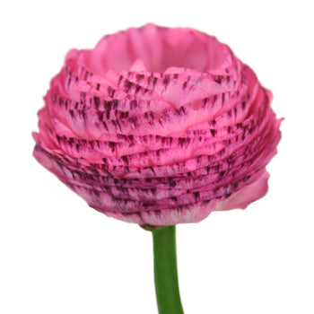Bridal Blush Ranunculus Fresh Cut Flower