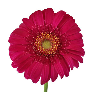 Hot Berry Mini Gerbera Daisies