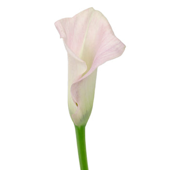 Misty Pink Wedding Mini Callas