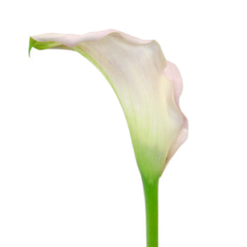 Misty Pink Wedding Mini Callas