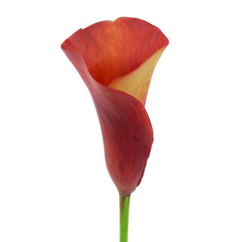 Sunset Orange Mini Calla