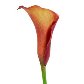Sunset Orange Mini Calla