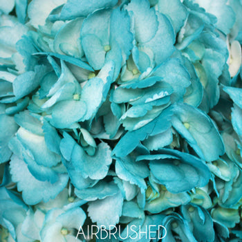 Caribbean Blue Enhanced Hydrangea
