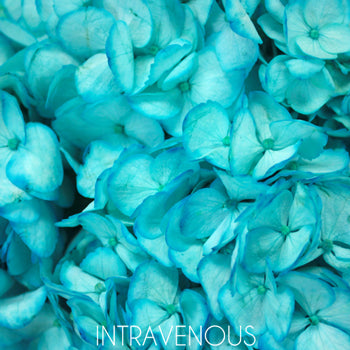 Caribbean Blue Enhanced Hydrangea