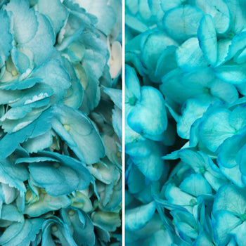 Caribbean Blue Enhanced Hydrangea