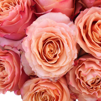 Carpe Diem Sunset Rose