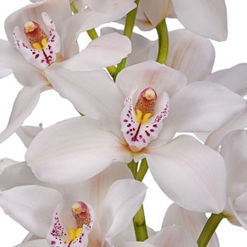 Cymbidium Orchids Blush with Pink Spotted Lip