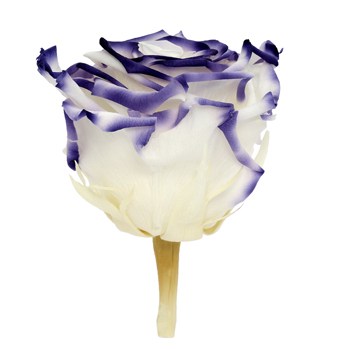 Preserved Cayambe Essence Rose