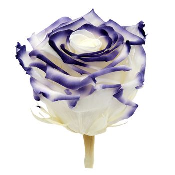 Preserved Cayambe Essence Rose