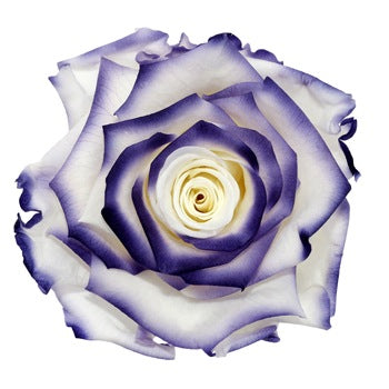 Preserved Cayambe Essence Rose