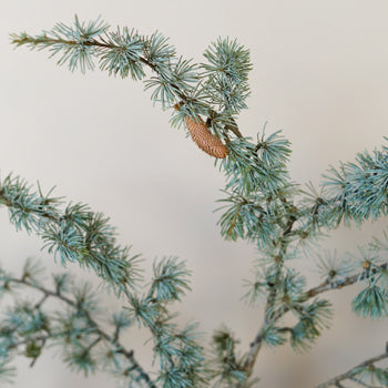 Wedding greenery blue cedar winter filler flower sold near me