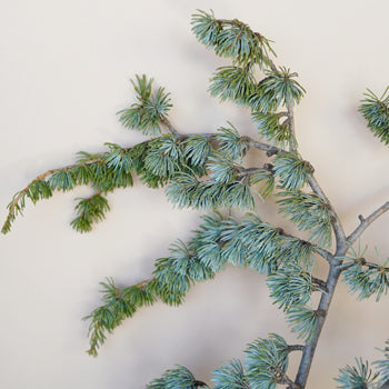 Wholesale greenery blue cedar winter filler flowers sold as bulk