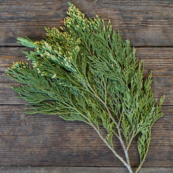 Gold Tip Cedar Winter Greenery