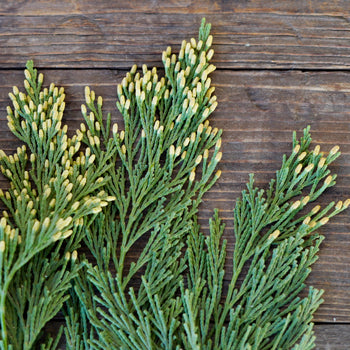 Gold Tip Cedar Winter Greenery
