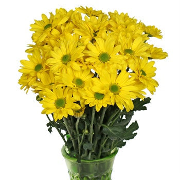 Yellow Daisy Flowers