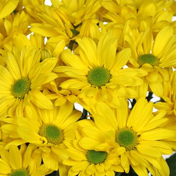 Yellow Daisy Flowers