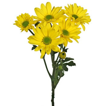 Yellow Daisy Flowers