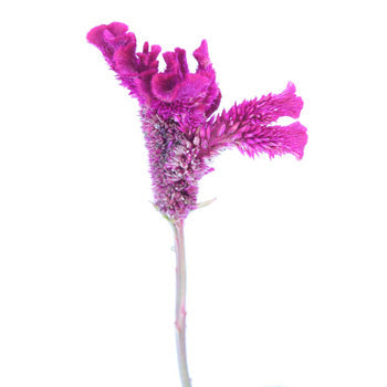 Brain Celosia Magenta Purple Flower