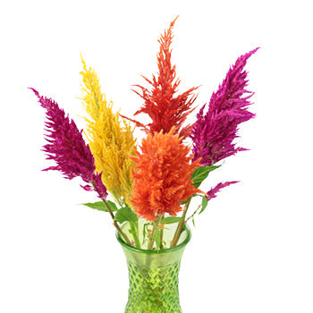 Assorted Feather Celosia Flowers