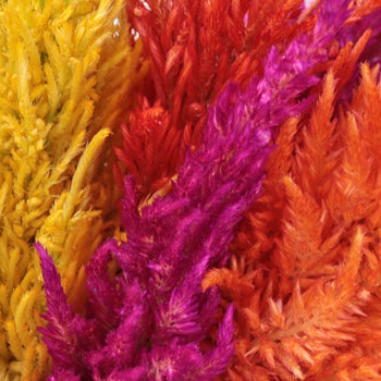 Assorted Feather Celosia Flowers