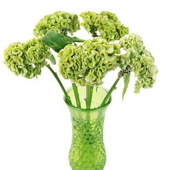 Lemon Mint Brain Celosia Funky Flower