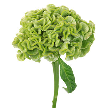 Lemon Mint Brain Celosia Funky Flower