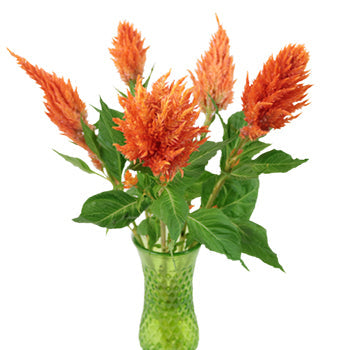 Orange Spark Feather Celosia