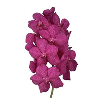 Vanda Orchids Dark Pink Cherry