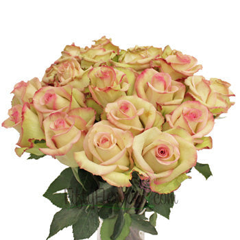 Cezanne Cream and Pink Dipped Rose