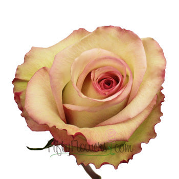 Cezanne Cream and Pink Dipped Rose