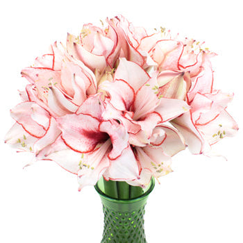 Red Blush Amaryllis Flower