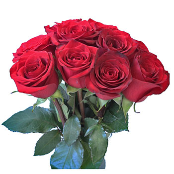 Queen of Hearts Rose