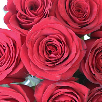 Queen of Hearts Rose