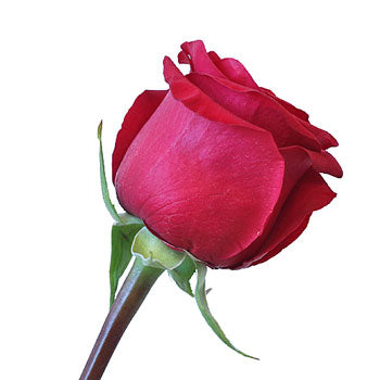 Queen of Hearts Rose