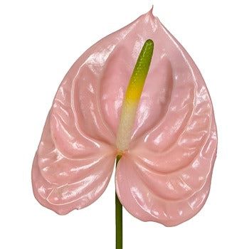 Anthurium Pink Tropical Flower