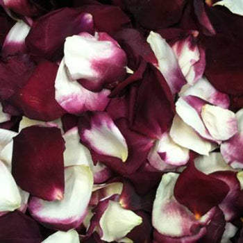 Winter Freeze Dried Rose Petals