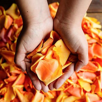 Cherry Brandy Rose Petals Wholesale