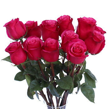 Cherry O! Dark Pink Rose
