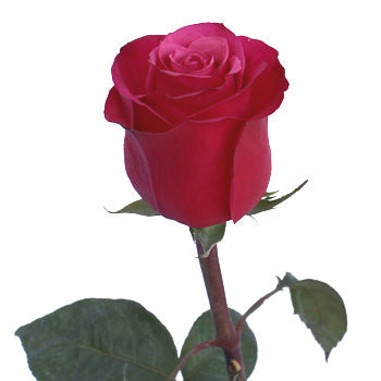 Cherry O! Dark Pink Rose