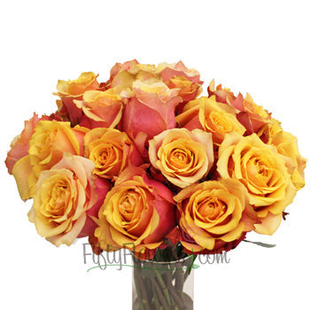 Cherry Brandy Sunkissed Rose