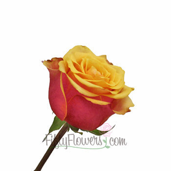 Cherry Brandy Sunkissed Rose